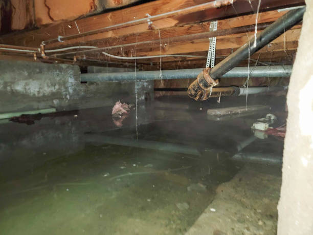 Best Water damage restoration near me  in Albertson, NY